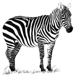 Zebra